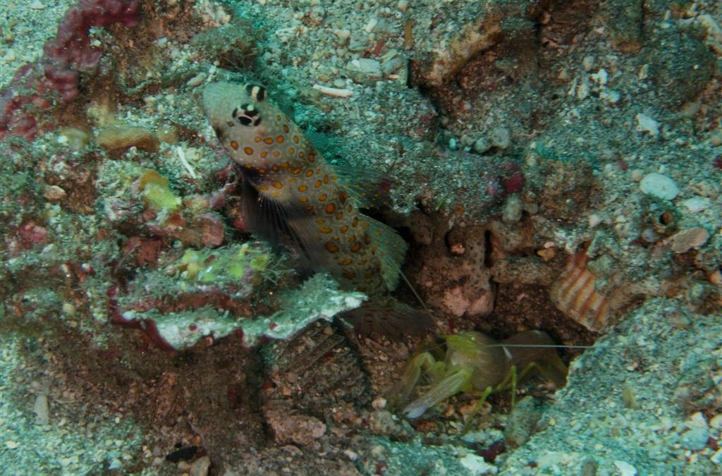 the goby fish and pistol shrimp know a thing or two about alliances